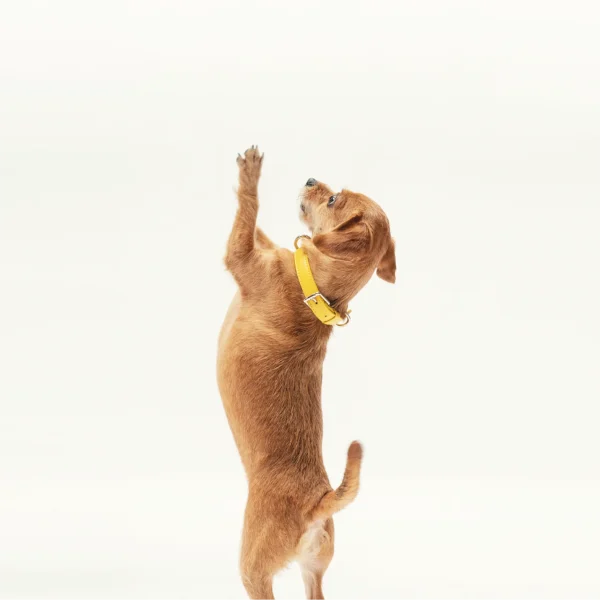Collar - Bumblebee Yellow - Image 5