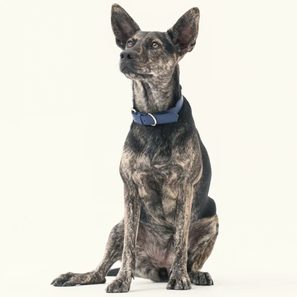 Collar - Midnight Blue - Image 5