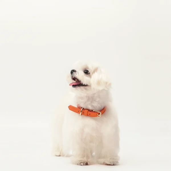 Collar - Tangerine Orange - Image 5