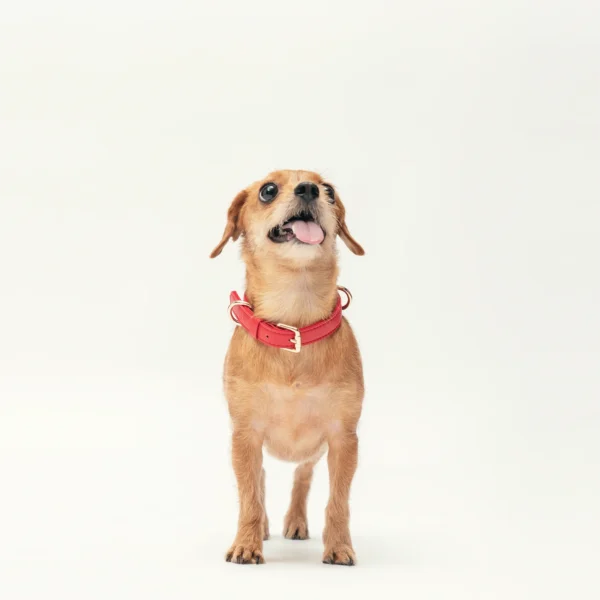 Collar - Flame Red - Image 5