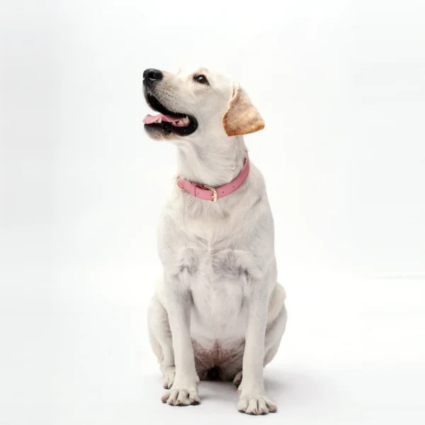 Collar - Baby Pink - Image 5